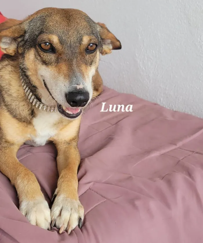 Cachorro raça Srd idade 2 anos nome LUNA
