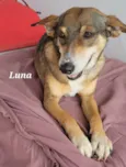 Cachorro raça Srd idade 2 anos nome LUNA