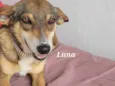 Cachorro raça Srd idade 2 anos nome LUNA
