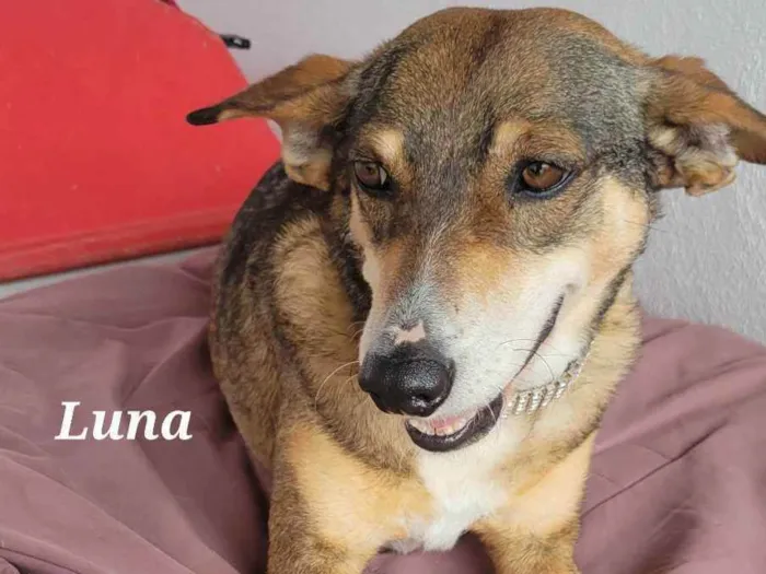 Cachorro raça Srd idade 2 anos nome LUNA