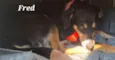 Freddy