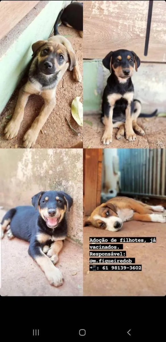 Cachorro ra a Sem raça definida idade 2 a 6 meses nome Filhotes para adoção