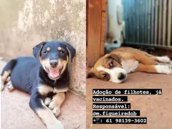 Cachorro ra a Sem raça definida idade 2 a 6 meses nome Filhotes para adoção