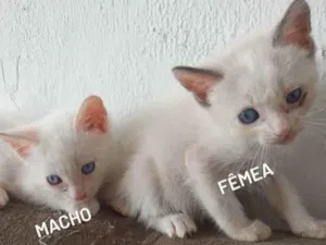 Gato raça Siamês  idade 2 a 6 meses nome Ainda sem nomes 