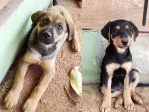 Cachorro raça Sem raça definida idade 2 a 6 meses nome Filhotes para adoção