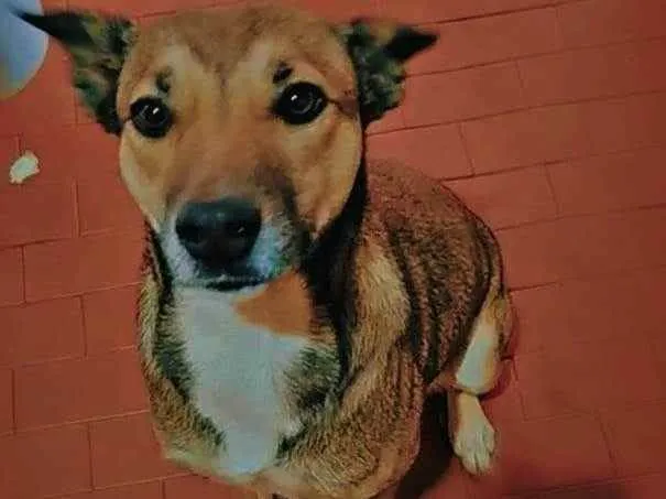 Cachorro ra a Vira lata idade 1 ano nome Brahma