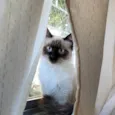 Arya
