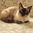Arya