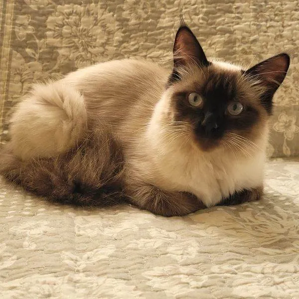 Gato ra a Siames idade 7 a 11 meses nome Arya