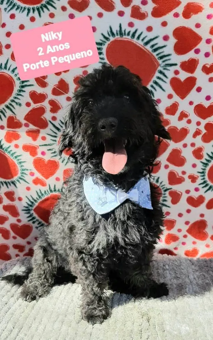 Cachorro raça  idade 2 anos nome Niky 