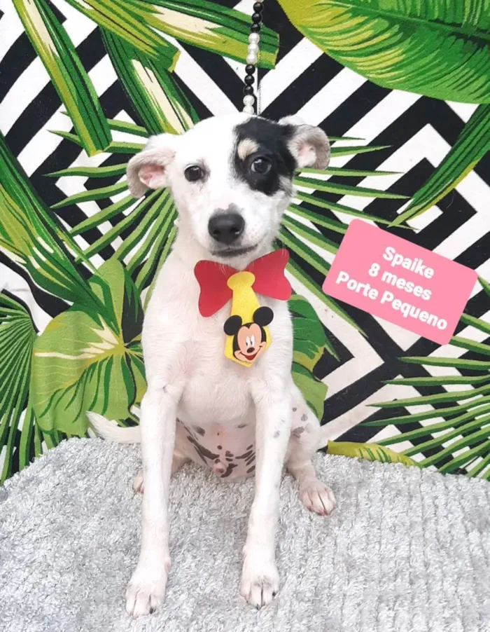 Cachorro raça  idade 7 a 11 meses nome Spaike 