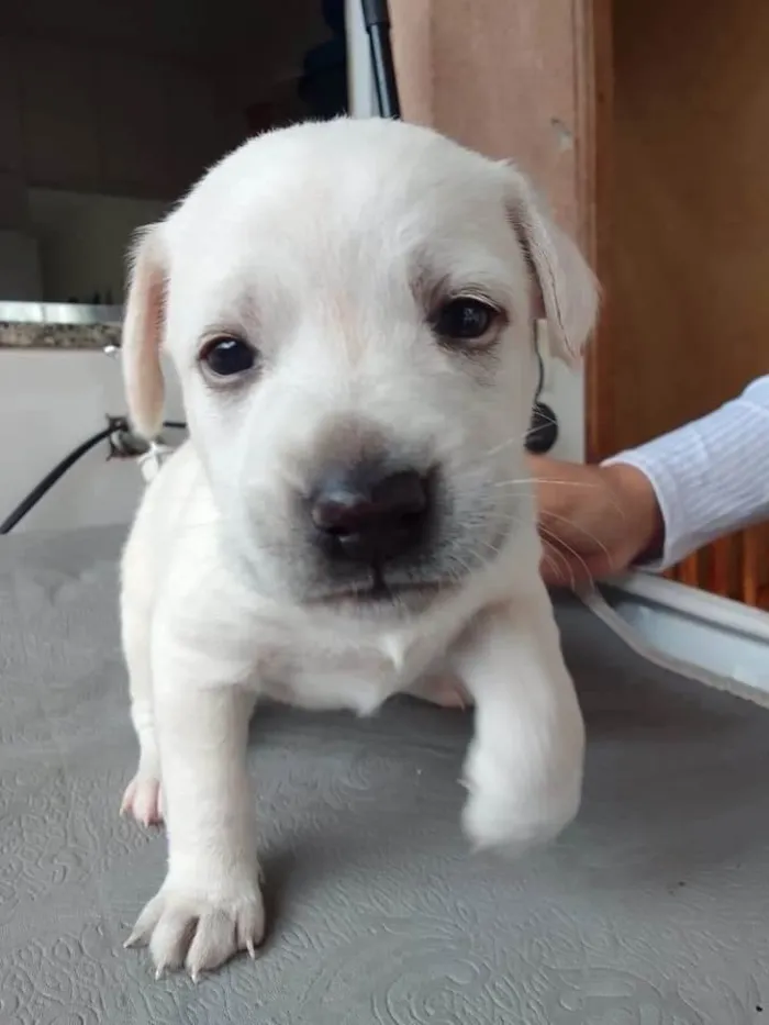 Cachorro ra a vira lata e labrador  idade Abaixo de 2 meses nome sem nome