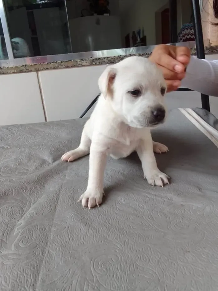 Cachorro ra a vira lata e labrador  idade Abaixo de 2 meses nome sem nome