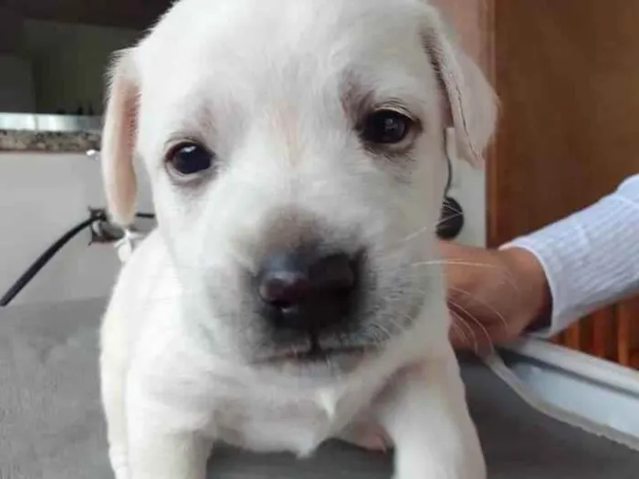 Cachorro ra a vira lata e labrador  idade Abaixo de 2 meses nome sem nome