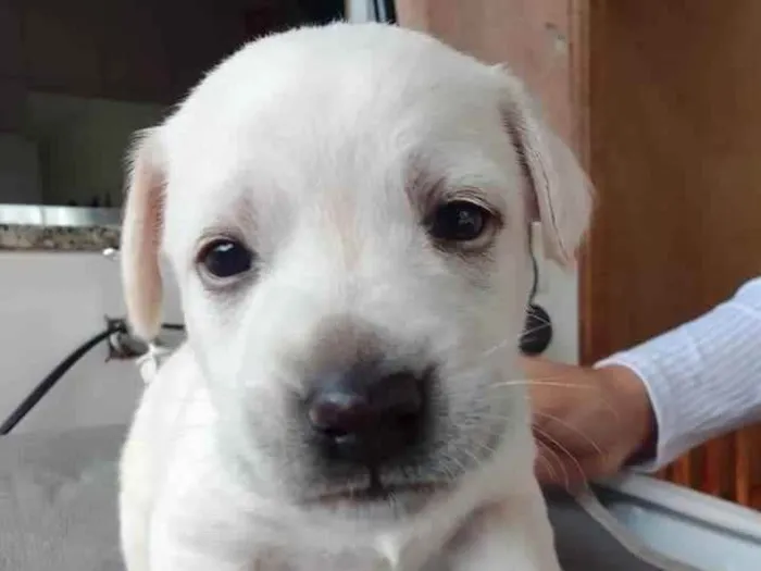 Cachorro ra a vira lata e labrador  idade Abaixo de 2 meses nome sem nome