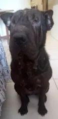 Brisa