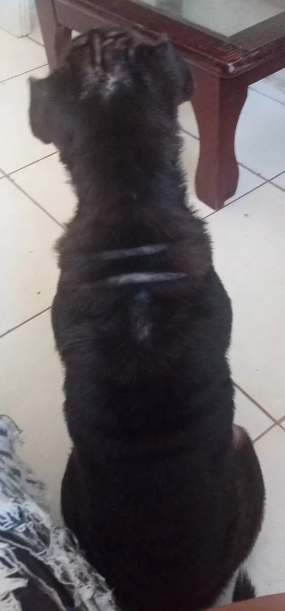 Cachorro raça Sharpei  idade 2 anos nome Brisa