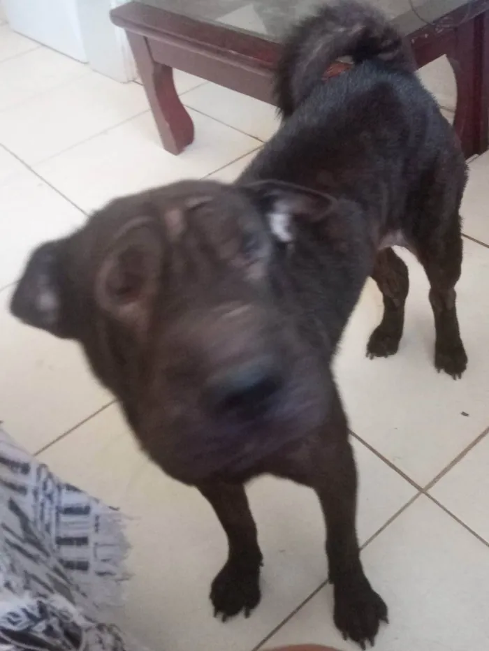 Cachorro raça Sharpei  idade 2 anos nome Brisa