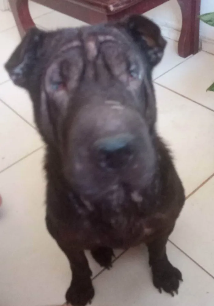 Cachorro raça Sharpei  idade 2 anos nome Brisa