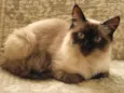 Arya