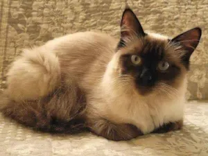 Gato raça Siames idade 7 a 11 meses nome Arya