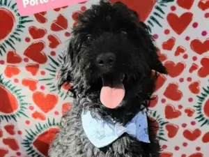 Cachorro raça  idade 2 anos nome Niky 
