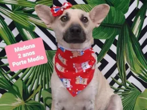 Cachorro raça  idade 2 anos nome Madona 