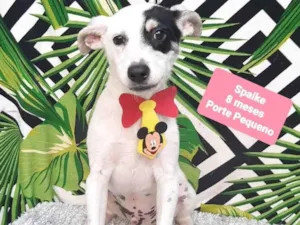 Cachorro raça  idade 7 a 11 meses nome Spaike 