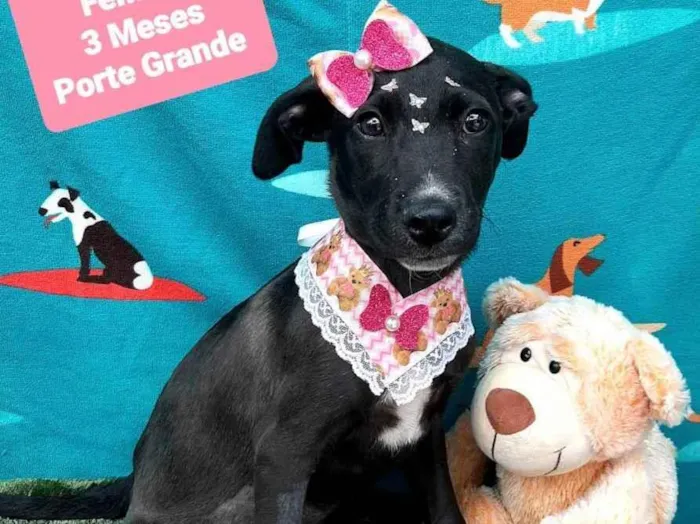 Cachorro raça  idade 2 a 6 meses nome Miss 