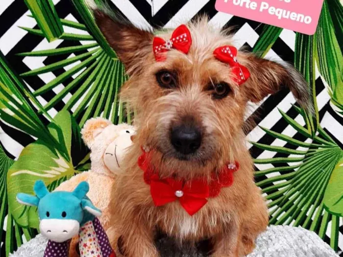 Cachorro raça  idade 2 anos nome Baby 