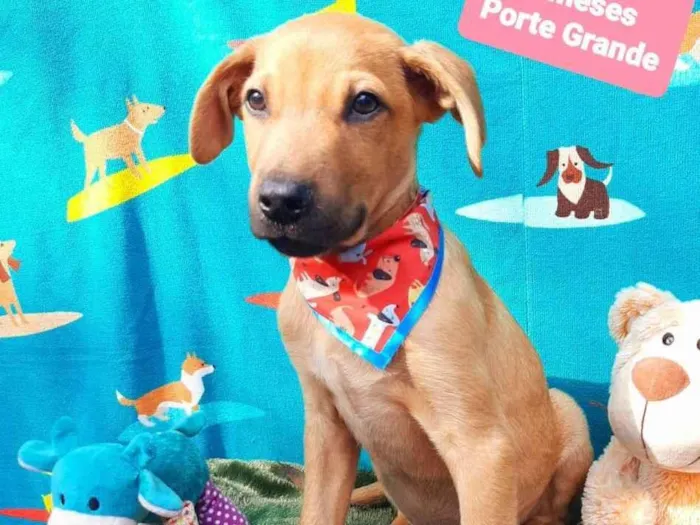 Cachorro raça  idade 2 a 6 meses nome Doug 