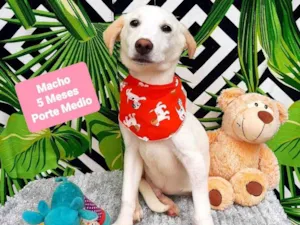 Cachorro raça  idade 2 a 6 meses nome White 