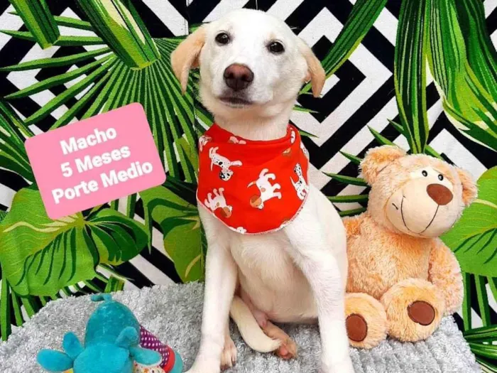 Cachorro raça  idade 2 a 6 meses nome White 