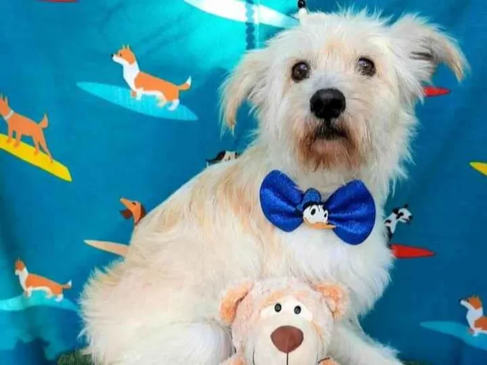 Cachorro raça  idade 2 anos nome Leo 