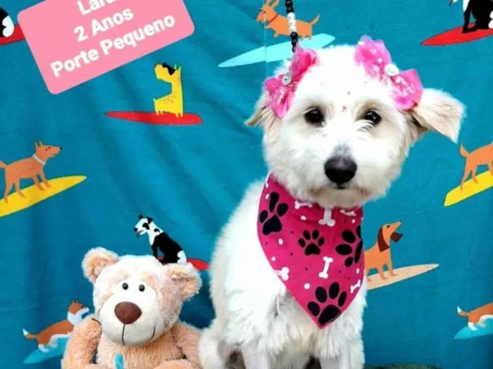 Cachorro raça  idade 2 anos nome Lara 