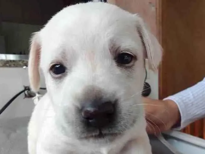 Cachorro ra a vira lata e labrador  idade Abaixo de 2 meses nome sem nome