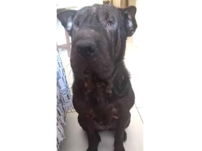 Cachorro raça Sharpei  idade 2 anos nome Brisa