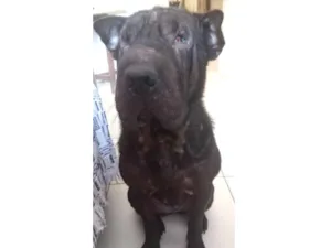 Cachorro raça Sharpei  idade 2 anos nome Brisa