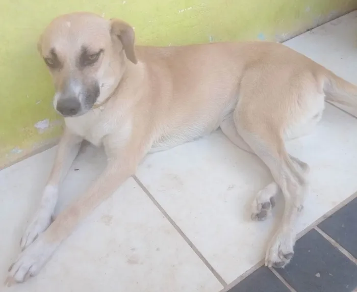 Cachorro raça SRD idade 2 anos nome Flora