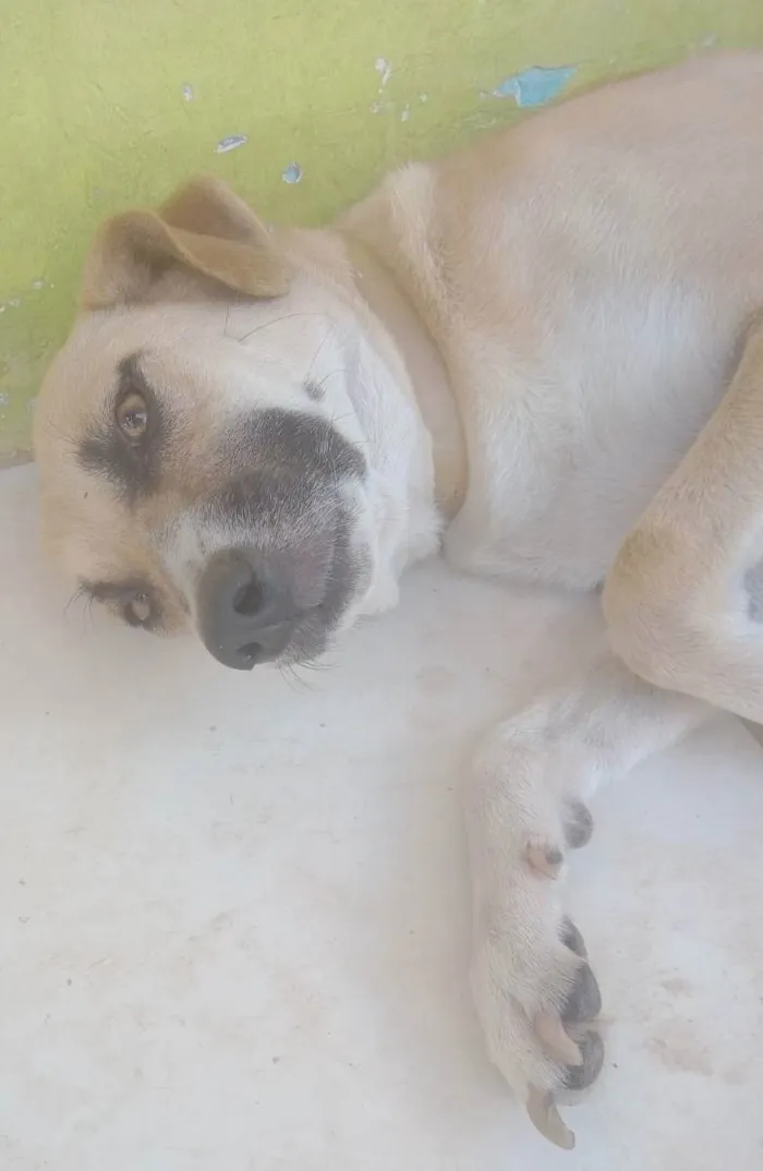 Cachorro raça SRD idade 2 anos nome Flora