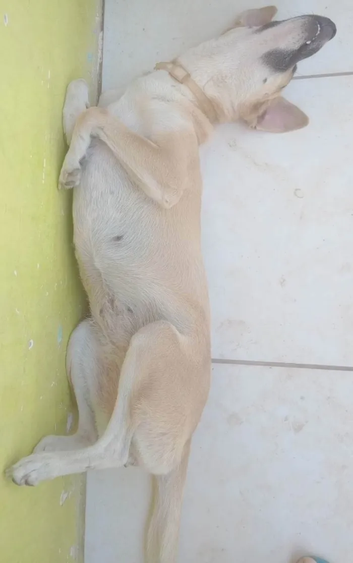 Cachorro raça SRD idade 2 anos nome Flora