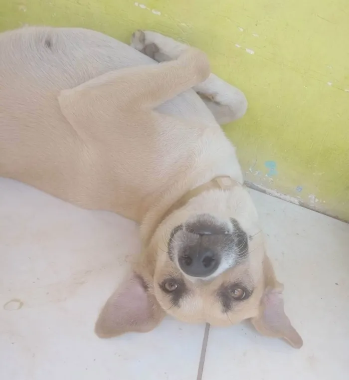 Cachorro raça SRD idade 2 anos nome Flora