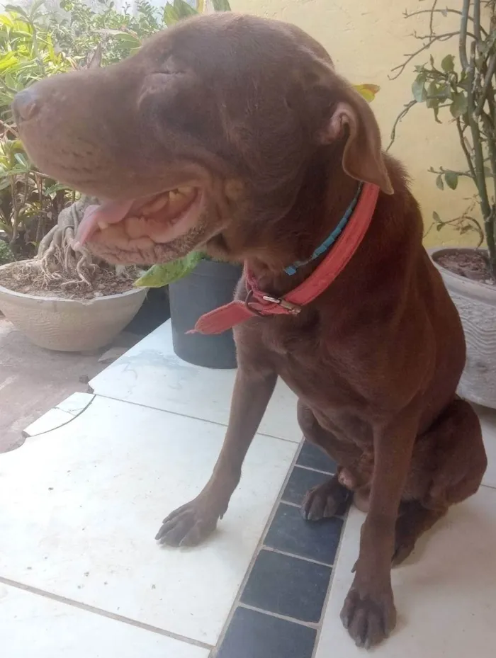 Cachorro raça SRD idade  nome Lion