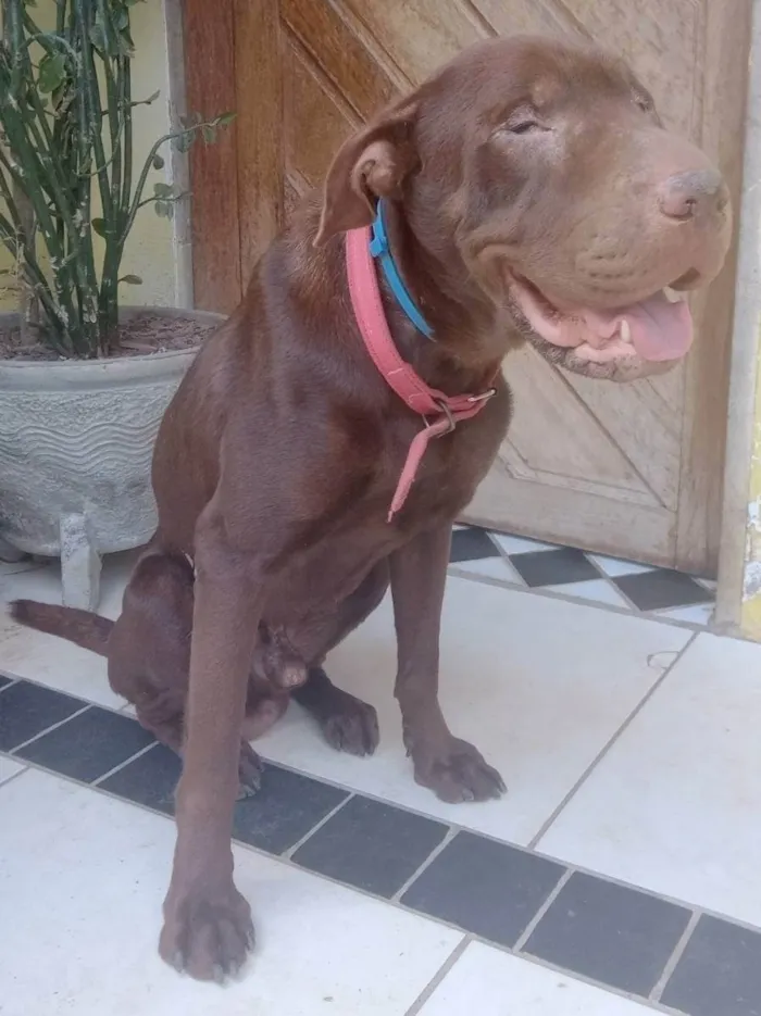 Cachorro raça SRD idade  nome Lion