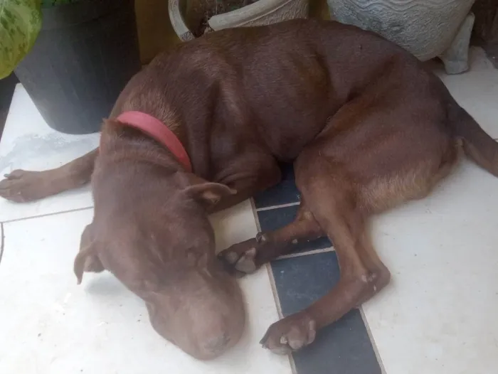 Cachorro raça SRD idade  nome Lion