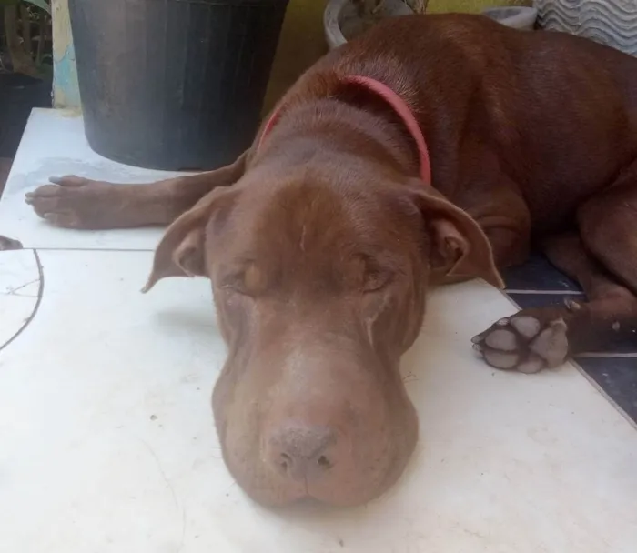 Cachorro raça SRD idade  nome Lion