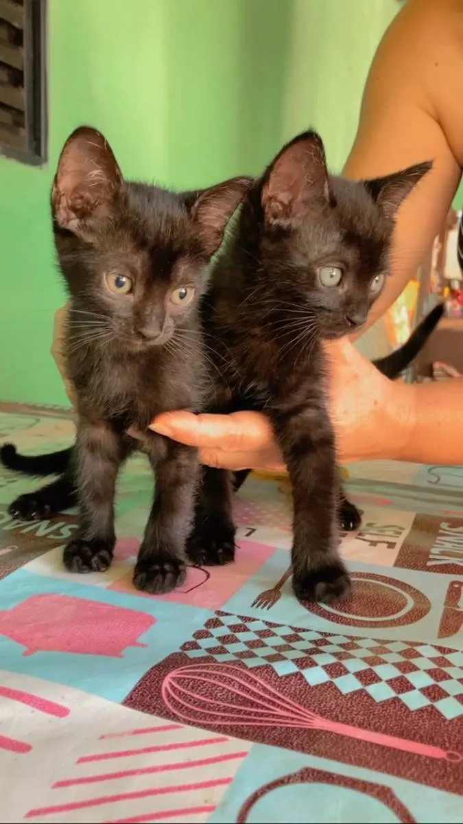 Gato ra a  idade Abaixo de 2 meses nome Gatinhos para adoção