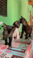 Gatinhos para adoção