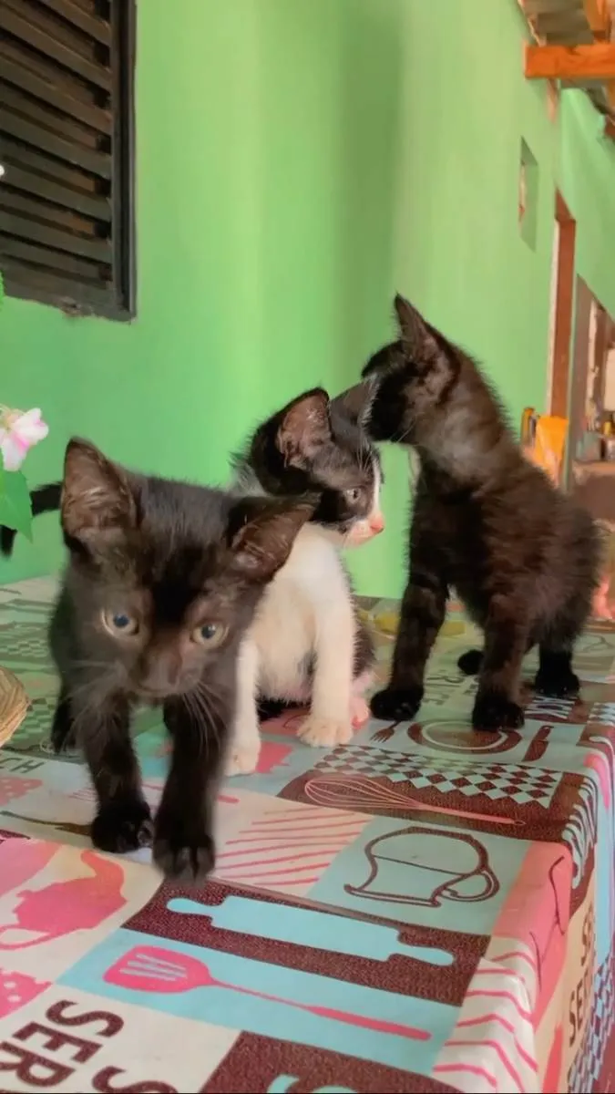 Gato ra a  idade Abaixo de 2 meses nome Gatinhos para adoção