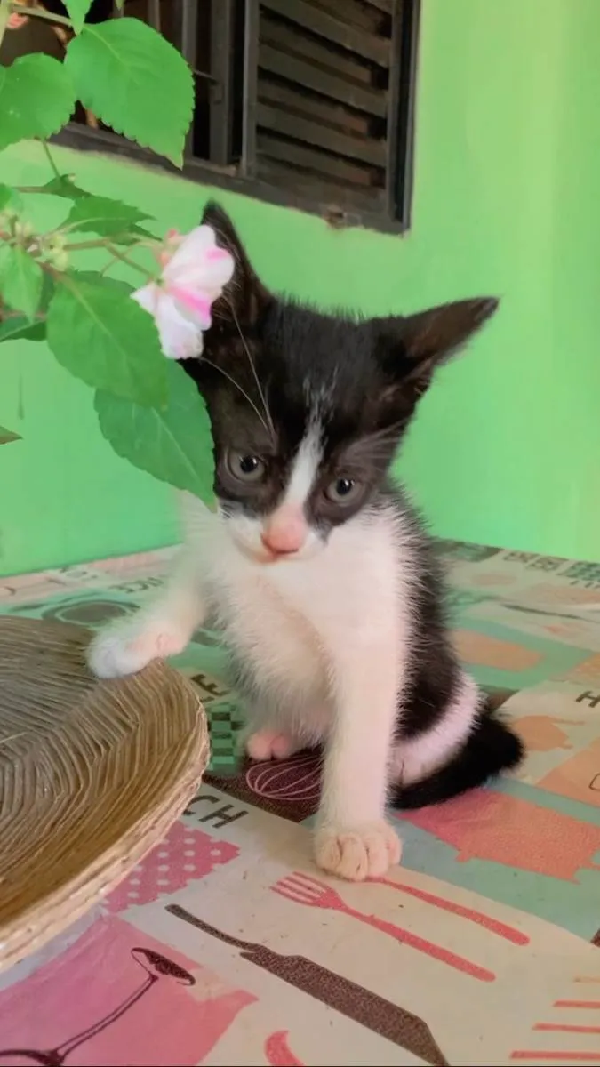 Gato ra a  idade Abaixo de 2 meses nome Gatinhos para adoção